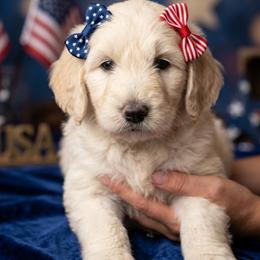 Daisy - Cream female Goldendoodle puppy in Clifton, Arizona from Denim & Doodles
