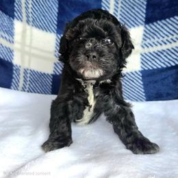 Joey ( Blue collar) - Black and white male Schnoodle puppy in Novinger, Missouri from Stormi Sky Schnoodles