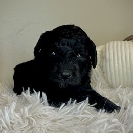 Boy 1 - Black male Bernedoodle puppy in Russiaville, Indiana from Pleasant Creek Minibernedoodles
