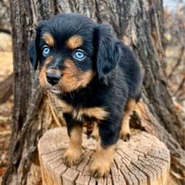 Armada - Black tri-color female Australian Shepherd puppy in Randolph, Utah from Dry Canyon Pups