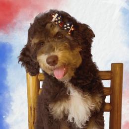 Widow - Red tri-color female Aussiedoodle puppy in Springfield, Missouri from Aspen River Doodles