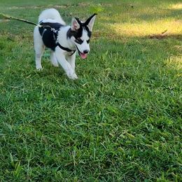Daphne - Black and white Pomsky puppy in Kennewick, Washington from Nebula Ranch Pomskies