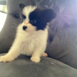 Yakko - White and black male Papillon puppy in Diana, Texas from The Barking Cow Farms