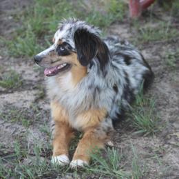 Millie - Miniature Australian Shepherd