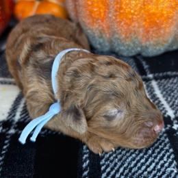 Linus - Merle male Goldendoodle puppy in Hobbs, New Mexico from Penny Doodles
