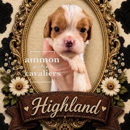 Highland - Blenheim male Cavalier King Charles Spaniel puppy in Ammon, Idaho from Ammon Acres Cavaliers