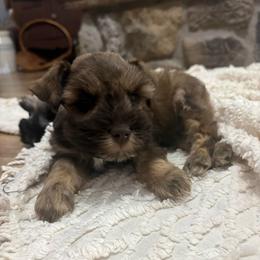 Beaux - Liver male Miniature Schnauzer puppy in Lufkin, Texas from C&K’s Schnauzer House