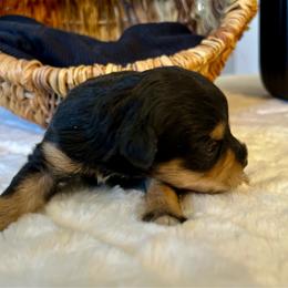 Hades - Black male Miniature Schnauzer puppy in Menifee, California from Moonshine’s Minis