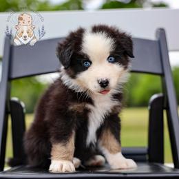 Cow - Black tri-color male Australian Shepherd puppy in Buena Vista, Colorado from Wigglebutts Unlimited