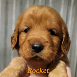 Rocket (Orange Collar) - Dark golden male Golden Retriever puppy in Scurry, Texas from 07 Seven Oaks Goldens and Doodles