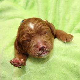 Willow - Red female Australian Labradoodle puppy in Stanwood, Washington from Victoria Creek Australian Labradoodles