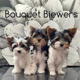 Biewer Terrier Puppies from Bouquet Biewers