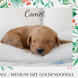 Comet - Apricot male Goldendoodle puppy in Wilson, North Carolina from Cedar Creek Doodles