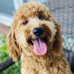 Aussiedoodles, Bernedoodles, Cavapoos, Goldendoodles, and Poodles from Huckadoodle Farm