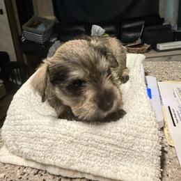 Little Chloe - Salt and pepper female Miniature Schnauzer puppy in New Bern, North Carolina from DJS Delightful Miniature Schnauzers