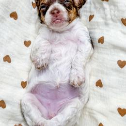 Female 2 - Brown white and tan female Cockapoo puppy in Otisville, Michigan from Danie’s Darling Doodles LLC