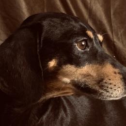 Dachshunds from Ck Dashing Kennels