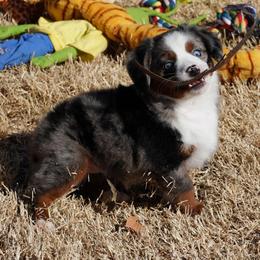 Blue Merle 1 - Blue merle female Miniature Australian Shepherd puppy in Lawton, Oklahoma from Lindsey’s Aussies