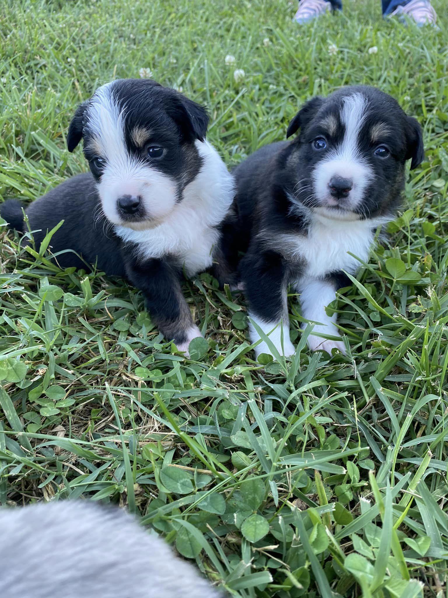 Shelby’s Australian Shepherds in Virginia | Miniature Australian ...