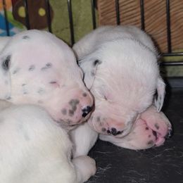 Dalmatian Puppies from County-Line Critters