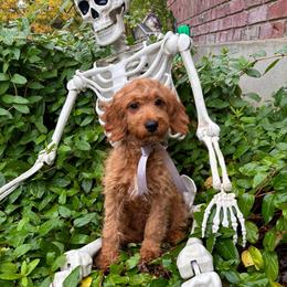 Banner - Red  male Goldendoodle puppy in Herriman, Utah from Gypsi Doodles & Poodles LLC.
