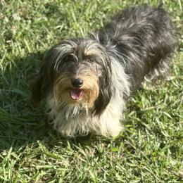 Lola - Dachshund