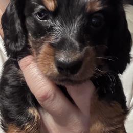 Boy  3 - Black and tan male Dachshund puppy in Hazlehurst, Georgia from DrakeFire Dachshunds