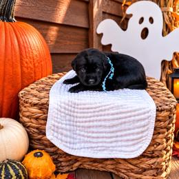 Teal girl - Black female Labrador Retriever puppy in Lake City, Michigan from Loon Lake Labradors