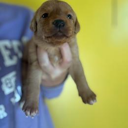 Female 5 - Yellow female Labrador Retriever puppy in Wardensville, West Virginia from Sager’s Labrador Puppies