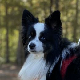 Ssmson - Miniature Australian Shepherd