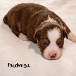 Mackenzie - Red tri female Miniature Australian Shepherd puppy in Blackfoot, Idaho from Bellewynd Acres