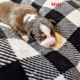 Golden Retriever and Miniature Australian Shepherd Puppies from Haleys Farm