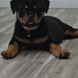 Purple girl - Black and mahogany female Rottweiler puppy in Lake City, Florida from Haus Der Wut Kennels