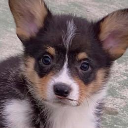 American Corgis, Companion Crosses, and Pembroke Welsh Corgis from Morgans Country Corgis