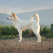 Sara - Canaan Dog
