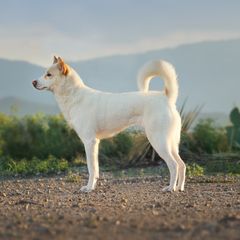 Sara - Canaan Dog