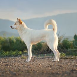 Sara - Canaan Dog