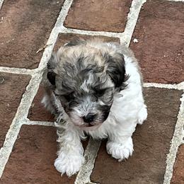 Maltipoo Puppies from ELIZABETH VENDLEY