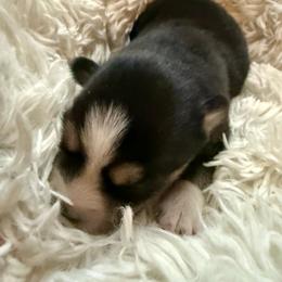 Orion - Tri-color male Pomsky puppy in Titusville, Florida from River Enz Pomskies