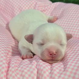 Noelle - White female Maltese puppy in Aurora, Missouri from KnJ Precious Paws LLC