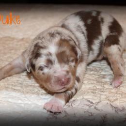 Duke - Red merle male Australian Shepherd puppy in Iota, Louisiana from C'est Bon Aussies Australian Shepherds