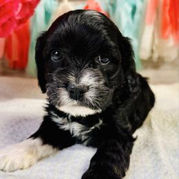 Denver - Black and white male Cockapoo puppy in Richton, Mississippi from Magnolia Hill Doodles