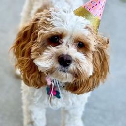 Assorted Doodle Crosses, Aussiedoodles, Cockapoos, and Poodles from Lucky Pup Meadows