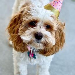 Assorted Doodle Crosses, Aussiedoodles, Cockapoos, and Poodles from Lucky Pup Meadows
