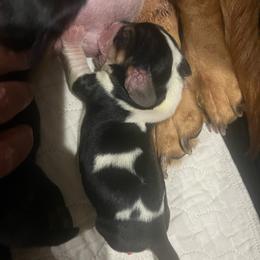 Female black and white (Hope) - Black and white female Basset Hound puppy in Oviedo, Florida from Boss Farms