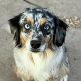 Toast - Blue merle female Australian Shepherd puppy in Lubbock, Texas from REKN’ Kennel Aussies