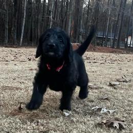 Blitzen - Black female Labradoodle puppy in Monticello, Georgia from Daylin’s Doodles & Labradors