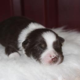Pluto-1500 - Red tri-color male Australian Shepherd puppy in Star City, Arkansas from Circle P Farm Australian Shepherds