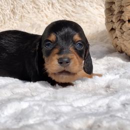 Arlo - Black and tan male Dachshund puppy in Fredricktown, Missouri from Ivy Cream Dachshunds