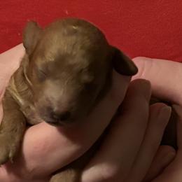 Ruby - Red  female Poodle puppy in Sherman, Texas from Ruth’s Poodles